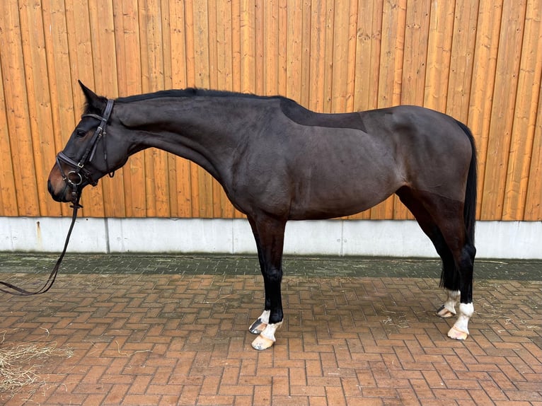 Caballo de salto Oldenburgo Yegua 6 años 165 cm Castaño oscuro in Polzow