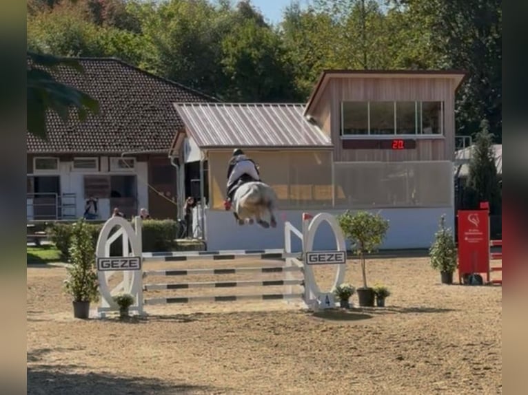 Caballo de salto Oldenburgo Yegua 6 años 165 cm Tordo in Weil der Stadt