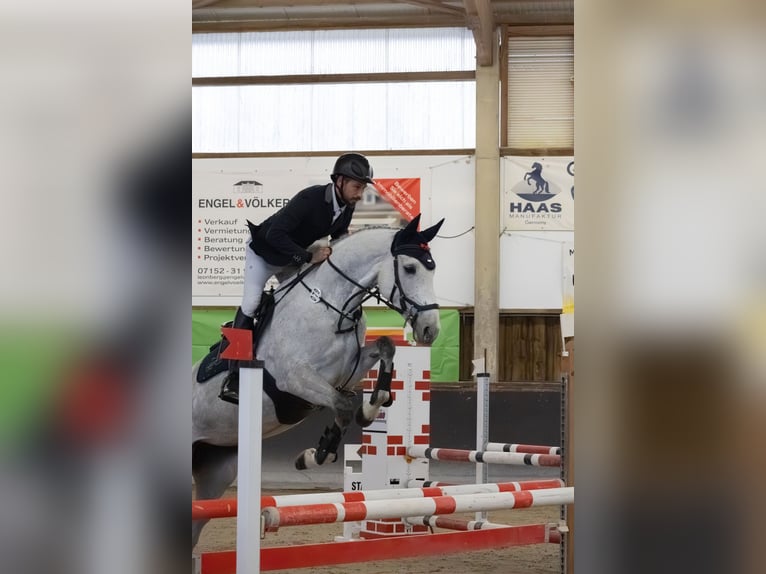 Caballo de salto Oldenburgo Yegua 6 años 165 cm Tordo in Weil der Stadt