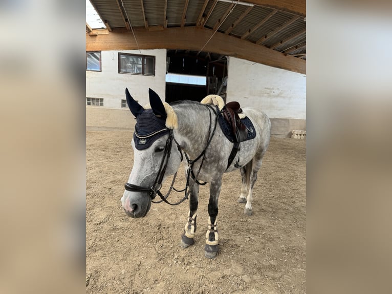 Caballo de salto Oldenburgo Yegua 6 años 165 cm Tordo rodado in Mannheim