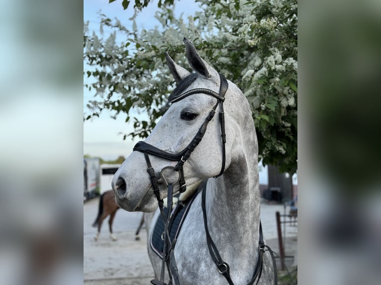 Caballo de salto Oldenburgo Yegua 6 años 165 cm Tordo rodado in Mannheim