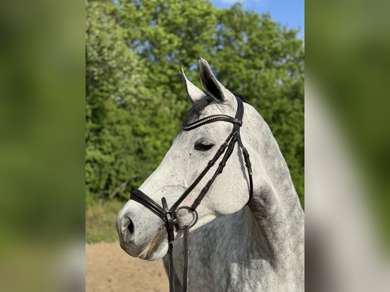 Caballo de salto Oldenburgo Yegua 6 años 165 cm Tordo rodado in Mannheim