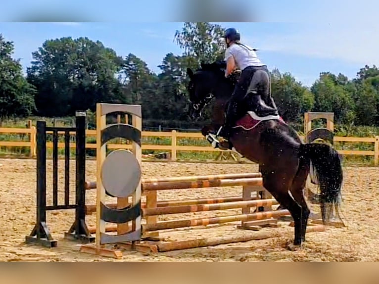 Caballo de salto Oldenburgo Yegua 6 años 166 cm Castaño oscuro in Gifhorn