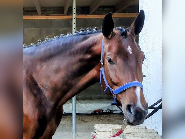 Caballo de salto Oldenburgo Yegua 6 años 166 cm Castaño oscuro in Gifhorn