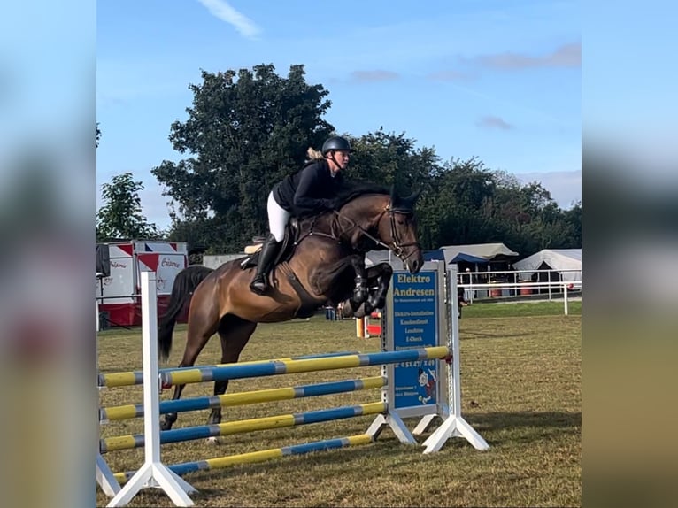 Caballo de salto Oldenburgo Yegua 6 años 166 cm Castaño oscuro in Lachendorf