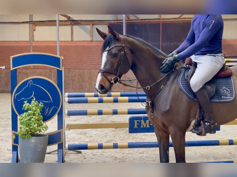 Caballo de salto Oldenburgo Yegua 6 años 167 cm Castaño oscuro in Lohne (Oldenburg)