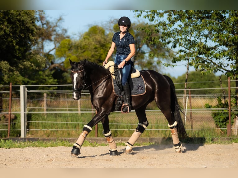 Caballo de salto Oldenburgo Yegua 6 años 167 cm Negro in Lgota