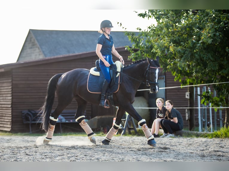 Caballo de salto Oldenburgo Yegua 6 años 167 cm Negro in Lgota