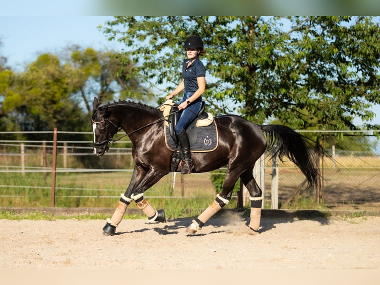 Caballo de salto Oldenburgo Yegua 6 años 167 cm Negro in Lgota