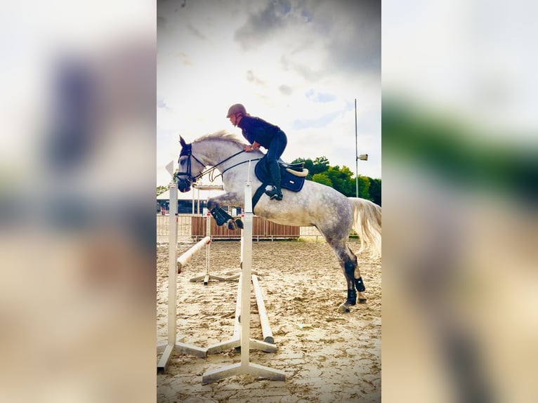 Caballo de salto Oldenburgo Yegua 6 años 167 cm Tordo rodado in Westerstede