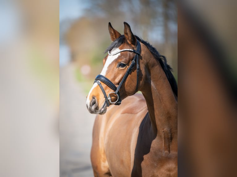Caballo de salto Oldenburgo Yegua 6 años 168 cm Castaño in Bramsche