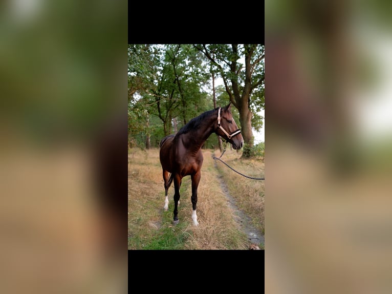 Caballo de salto Oldenburgo Yegua 6 años 168 cm Castaño in Zernien