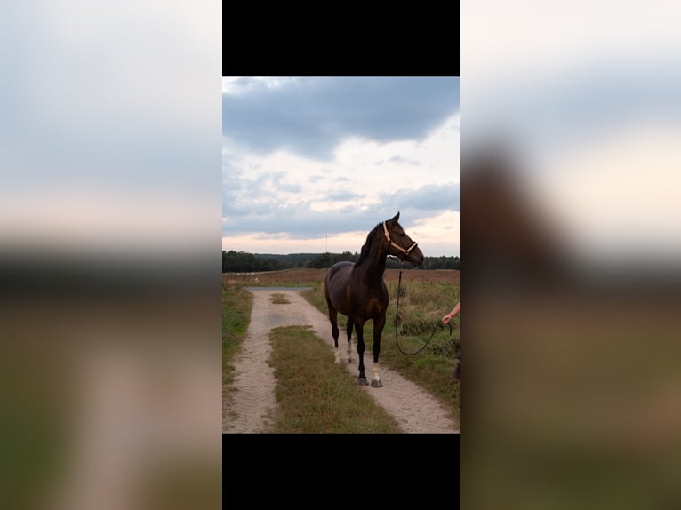 Caballo de salto Oldenburgo Yegua 6 años 168 cm Castaño in Zernien