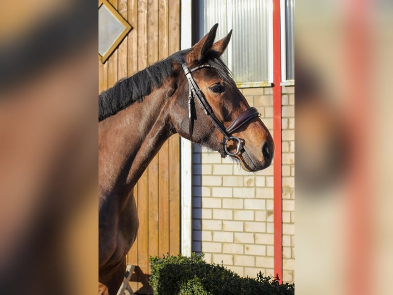 Caballo de salto Oldenburgo Yegua 6 años 168 cm Castaño in Wedemark