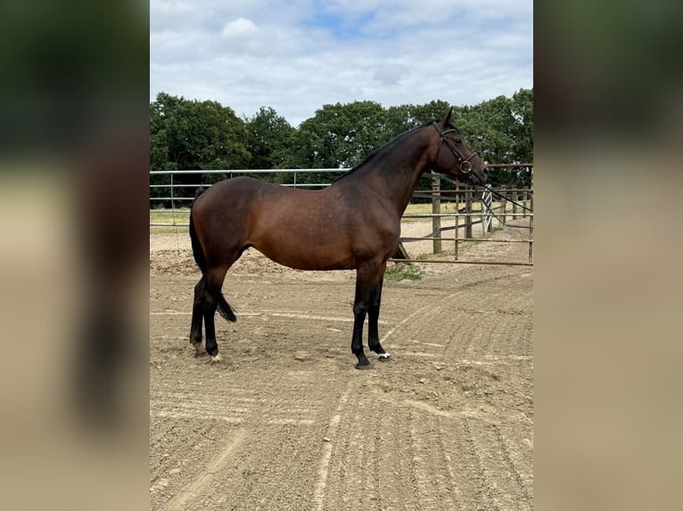 Caballo de salto Oldenburgo Yegua 6 años 168 cm Castaño oscuro in Cloppenburg