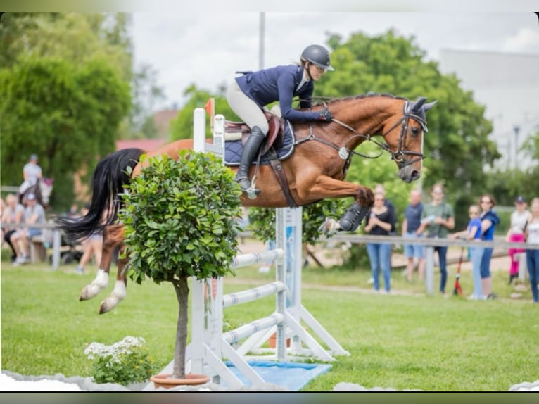 Caballo de salto Oldenburgo Yegua 6 años 168 cm Castaño in Simmershofen