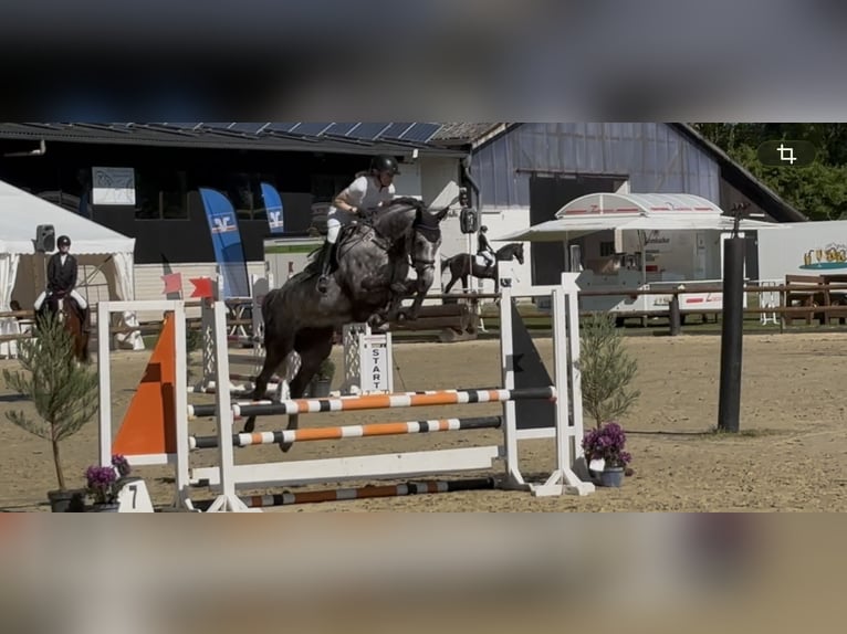 Caballo de salto Oldenburgo Yegua 6 años 168 cm Tordo in Bad Laer