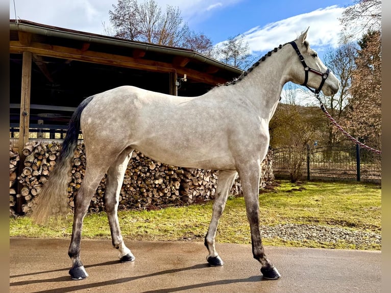 Caballo de salto Oldenburgo Yegua 6 años 168 cm Tordo rodado in Sangerhausen