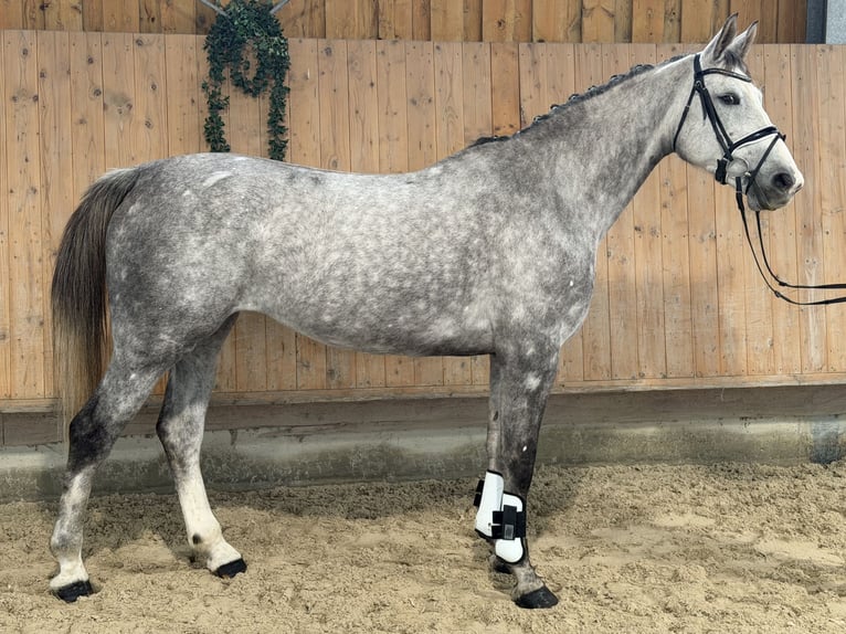 Caballo de salto Oldenburgo Yegua 6 años 168 cm Tordo rodado in Riedlingen