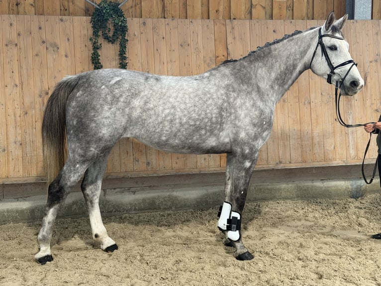 Caballo de salto Oldenburgo Yegua 6 años 168 cm Tordo rodado in Riedlingen