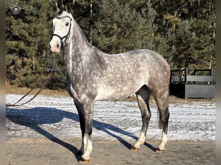 Caballo de salto Oldenburgo Yegua 6 años 169 cm Tordo in Sierniki