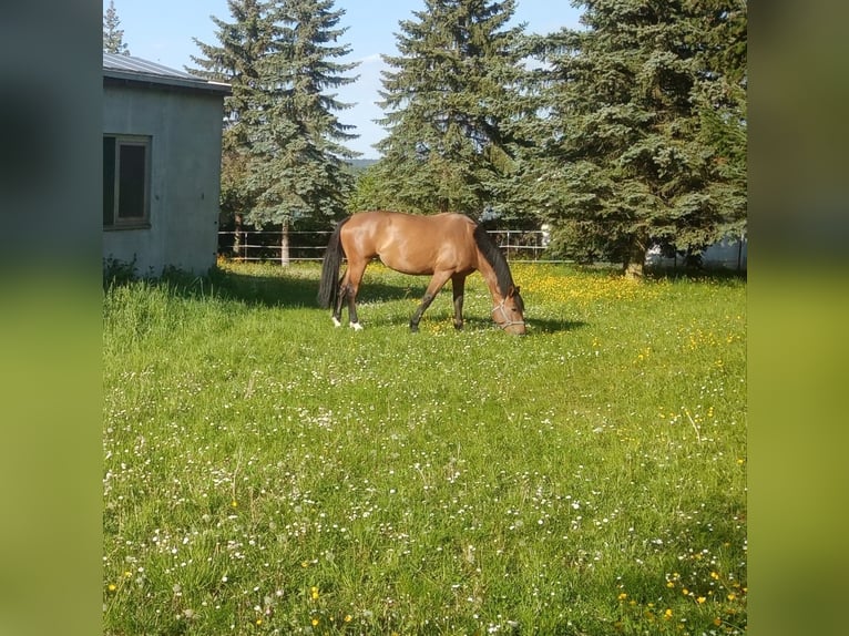 Caballo de salto Oldenburgo Yegua 6 años 170 cm Castaño in Neresheim