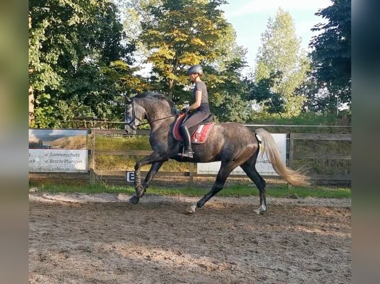 Caballo de salto Oldenburgo Yegua 6 años 170 cm Tordo rodado in Hinte