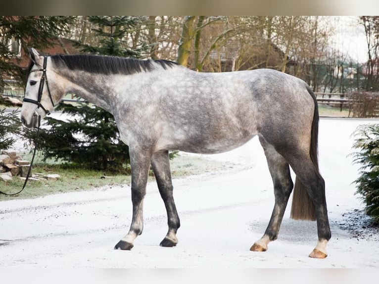 Caballo de salto Oldenburgo Yegua 6 años 170 cm Tordo rodado in Berne