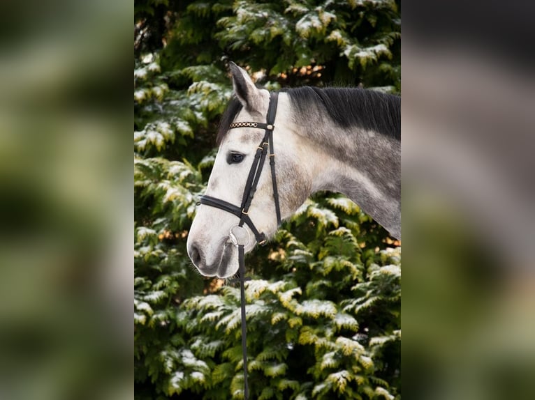 Caballo de salto Oldenburgo Yegua 6 años 170 cm Tordo rodado in Berne