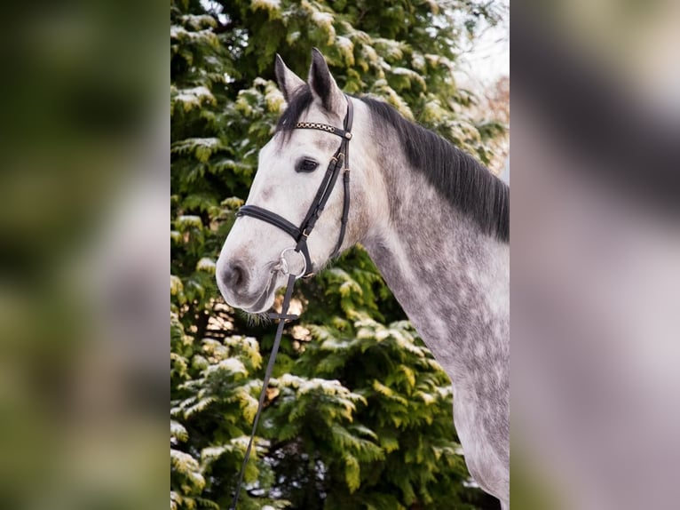 Caballo de salto Oldenburgo Yegua 6 años 170 cm Tordo rodado in Berne