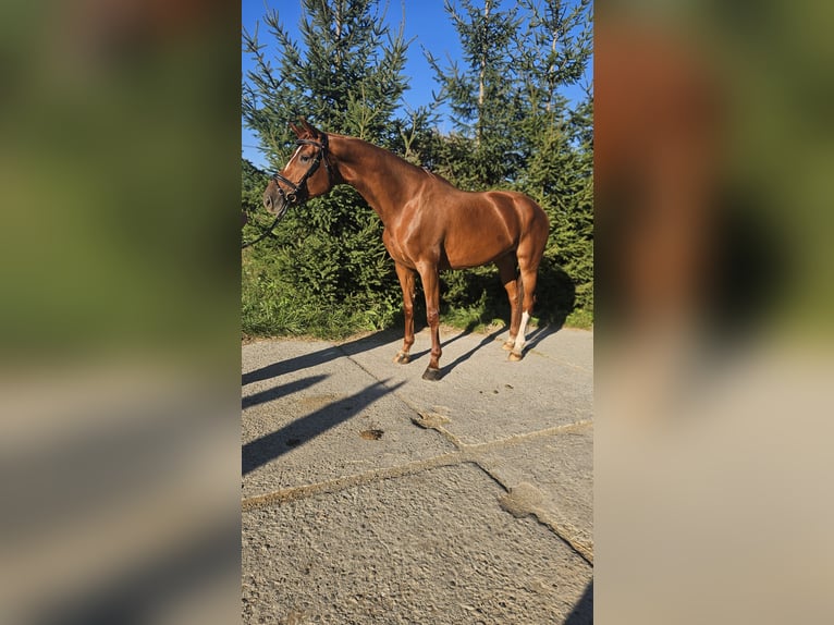 Caballo de salto Oldenburgo Yegua 6 años 171 cm Alazán-tostado in Lee