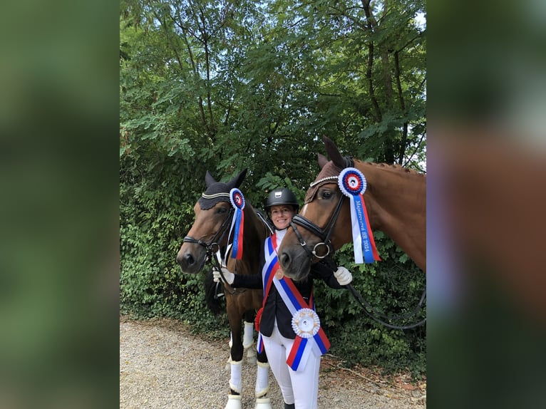 Caballo de salto Oldenburgo Yegua 6 años 171 cm Alazán-tostado in Lee