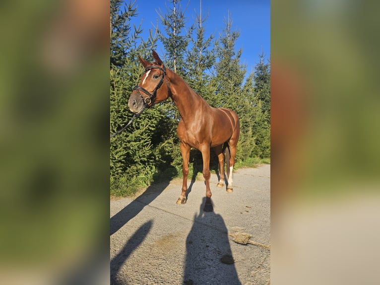 Caballo de salto Oldenburgo Yegua 6 años 171 cm Alazán-tostado in Lee