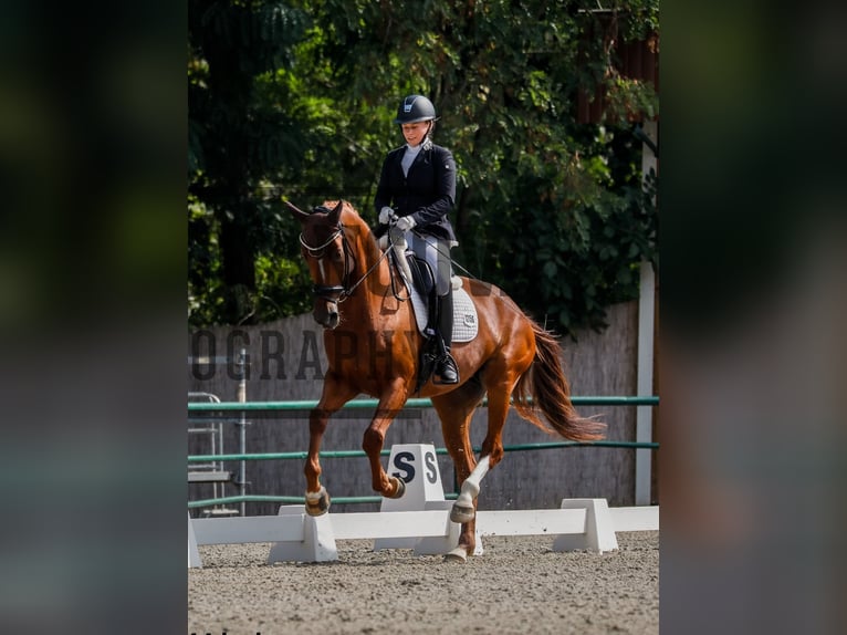 Caballo de salto Oldenburgo Yegua 6 años 171 cm Alazán-tostado in Lee