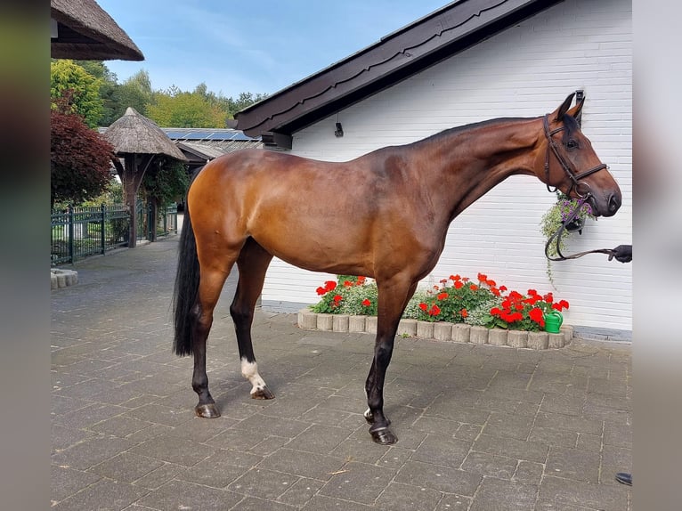 Caballo de salto Oldenburgo Yegua 6 años 171 cm Castaño in Nordhorn