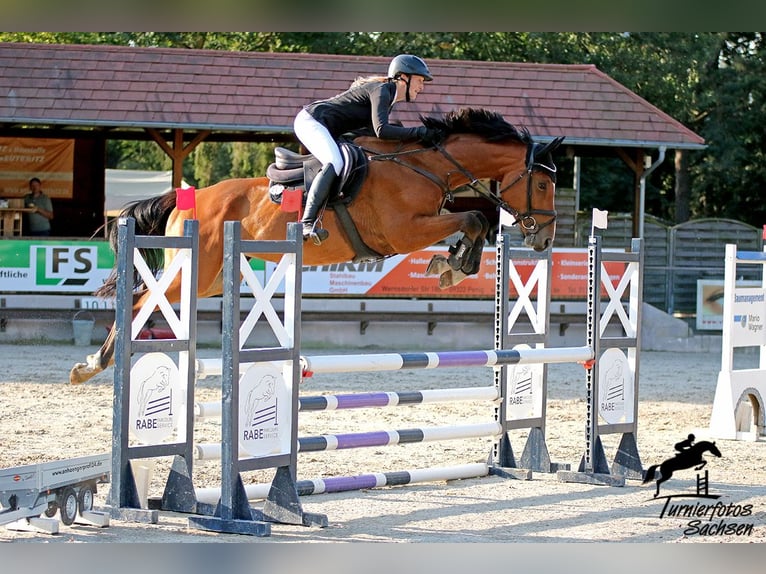 Caballo de salto Oldenburgo Yegua 6 años 171 cm Castaño in Kühren-Burkartshain