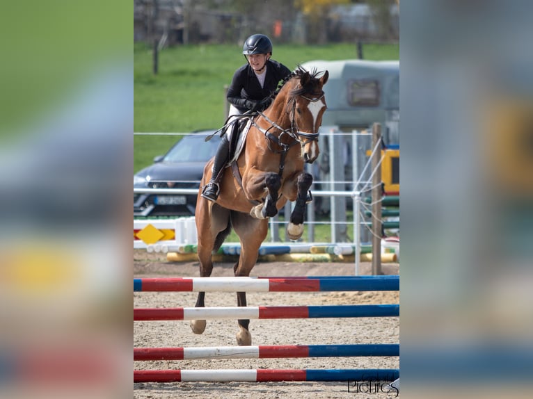 Caballo de salto Oldenburgo Yegua 6 años 171 cm Castaño in Kühren-Burkartshain