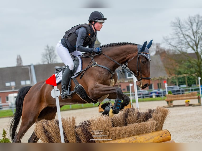 Caballo de salto Oldenburgo Yegua 6 años 172 cm Castaño in Warendorf