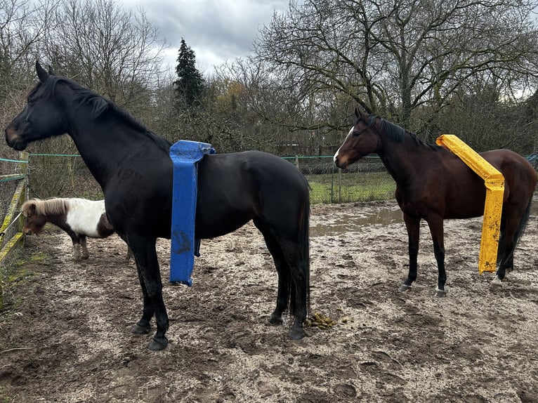 Caballo de salto Oldenburgo Yegua 6 años 172 cm Negro in Hanau Steinheim