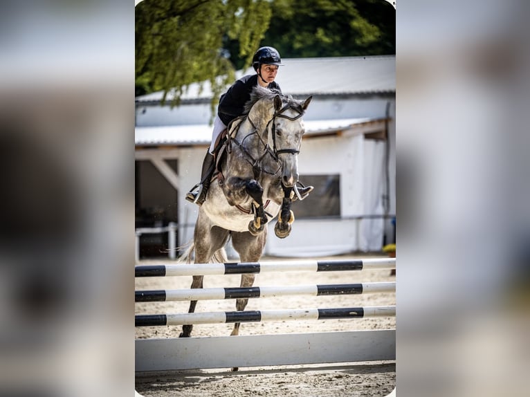 Caballo de salto Oldenburgo Yegua 6 años 172 cm Tordo in Sendenhorst