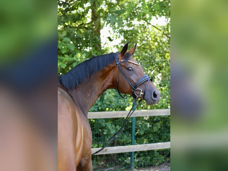 Caballo de salto Oldenburgo Yegua 6 años 173 cm Castaño in Lohne (Oldenburg)