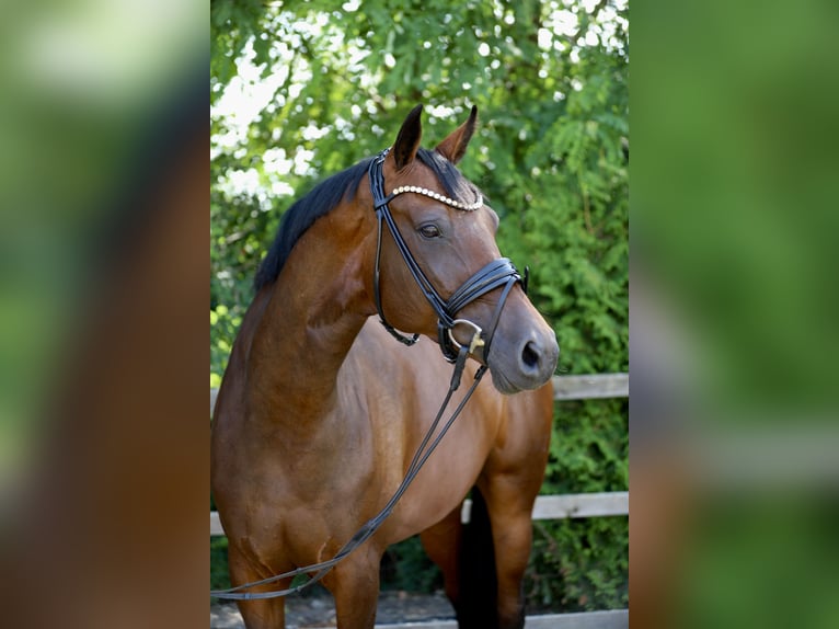 Caballo de salto Oldenburgo Yegua 6 años 173 cm Castaño in Lohne (Oldenburg)