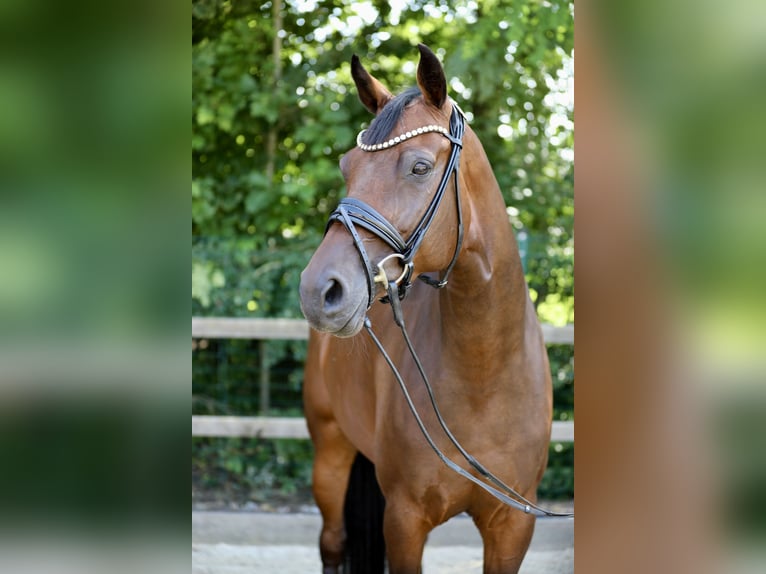 Caballo de salto Oldenburgo Yegua 6 años 173 cm Castaño in Lohne (Oldenburg)