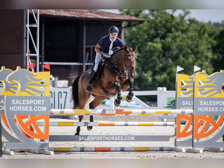 Caballo de salto Oldenburgo Yegua 6 años 173 cm Castaño rojizo in Zduchovice