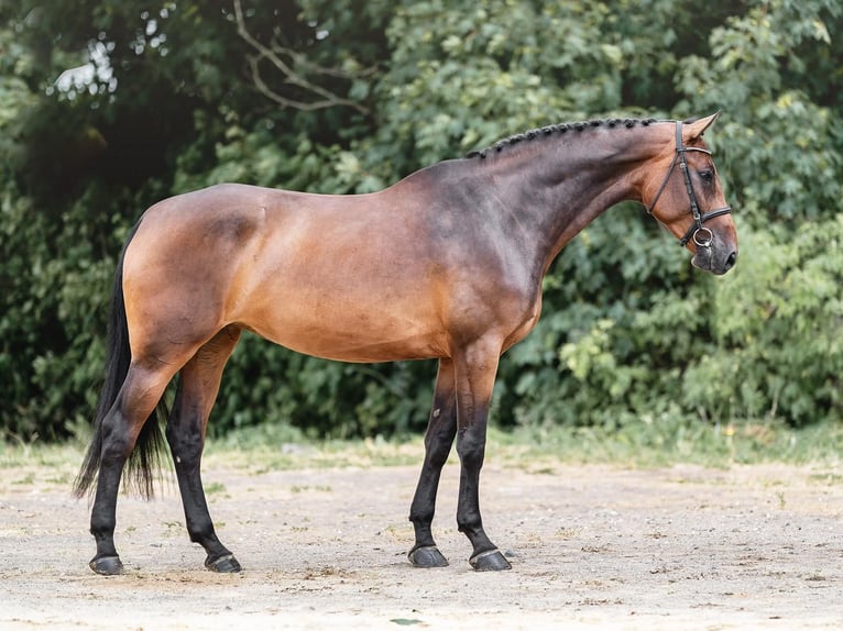 Caballo de salto Oldenburgo Yegua 6 años 173 cm Castaño rojizo in Zduchovice