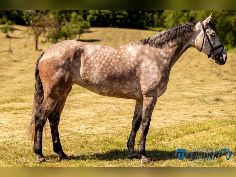 Caballo de salto Oldenburgo Yegua 6 años 175 cm Tordo in Gomadingen