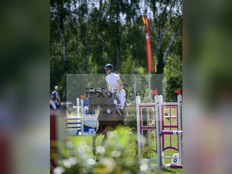 Caballo de salto Oldenburgo Yegua 6 años 177 cm Castaño oscuro in Wallenhorst