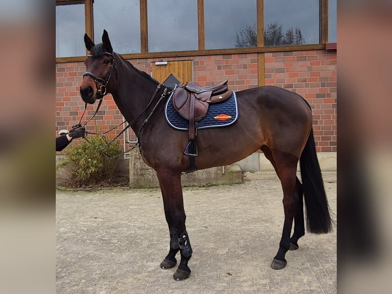 Caballo de salto Oldenburgo Yegua 6 años 177 cm Castaño oscuro in Wallenhorst