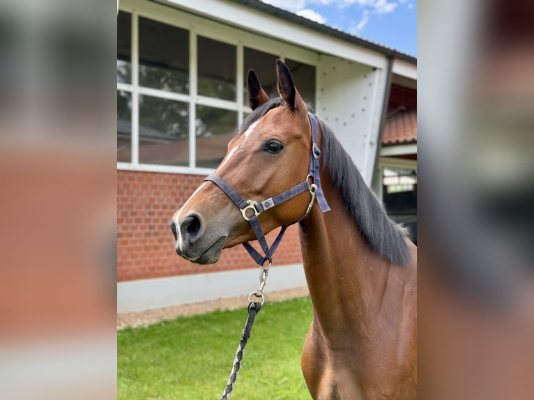 Caballo de salto Oldenburgo Yegua 6 años Castaño in Zülpich