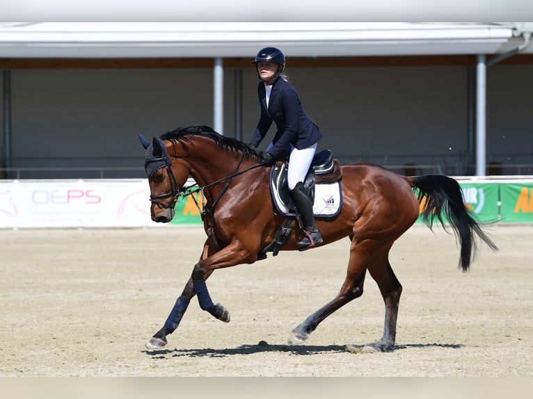 Caballo de salto Oldenburgo Yegua 6 años Castaño in Schiedlberg